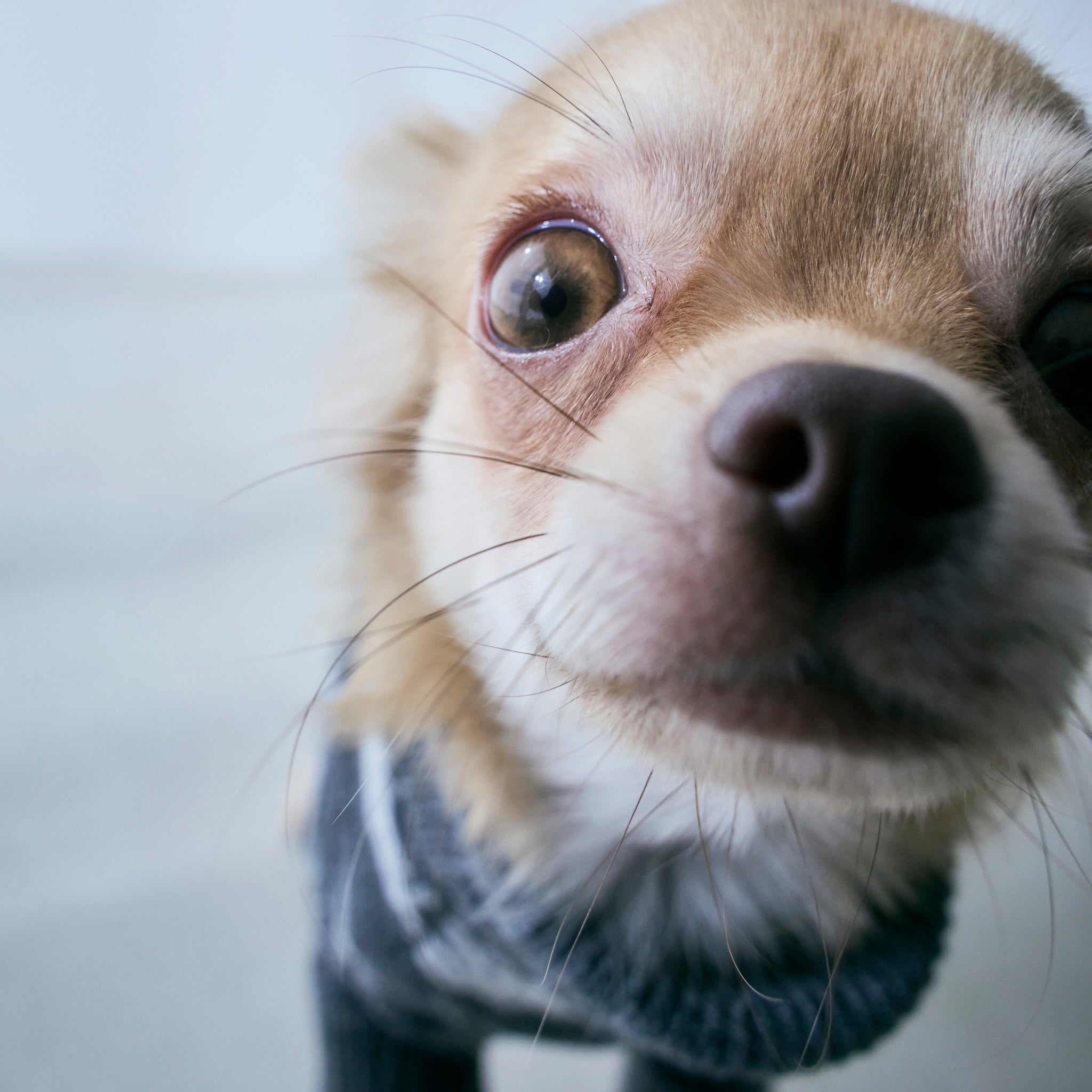 Jacquard knit zip high neck (DOG)